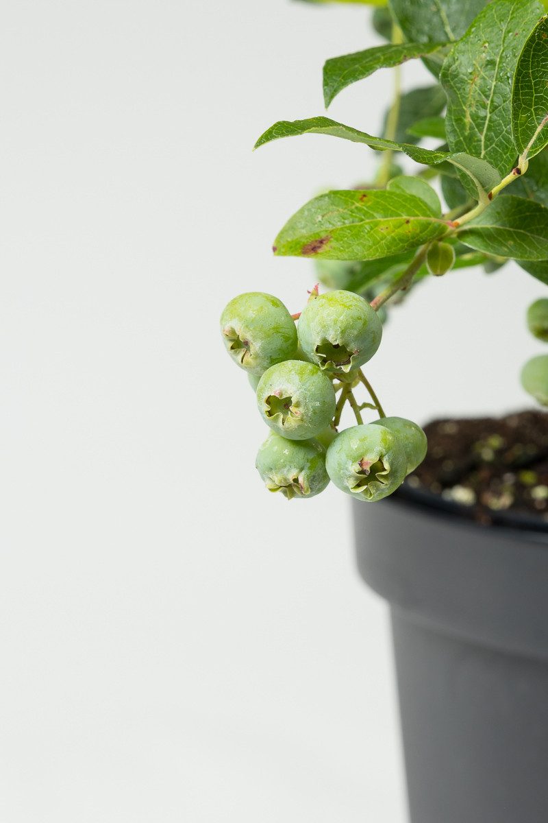 Garten von Ehren Obstpflanze Vaccinium corymbosum Bluecrop, Containerware, 60-80 cm