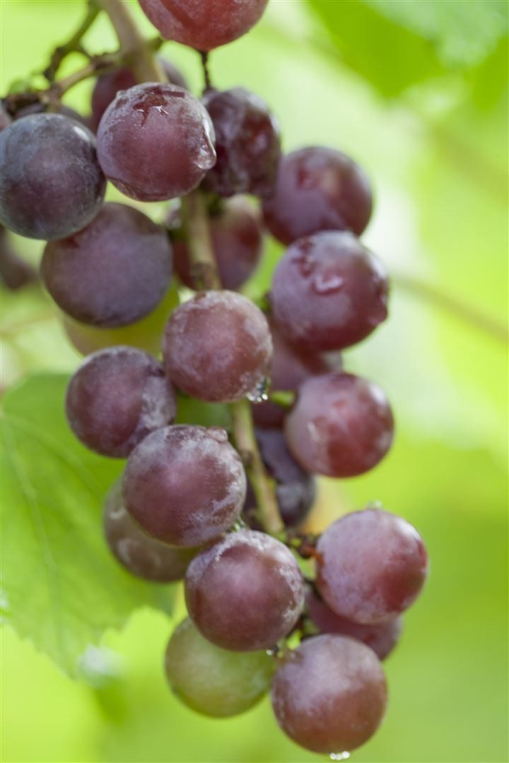 Pflanzen für Dich Obstpflanze Vitis vinifera Vanessa, 1 St., Tafeltraube, Weinrebe, kernlos, süßaromatisch