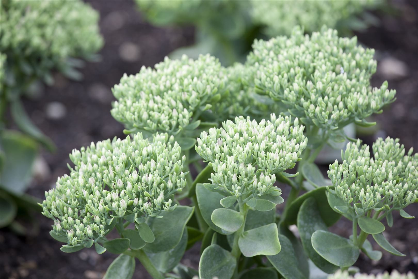 Pflanzen für Dich Staude Sedum telephium, 1 St., Hohe Fetthenne, Purpur-Fetthenne, Große Fetthenne