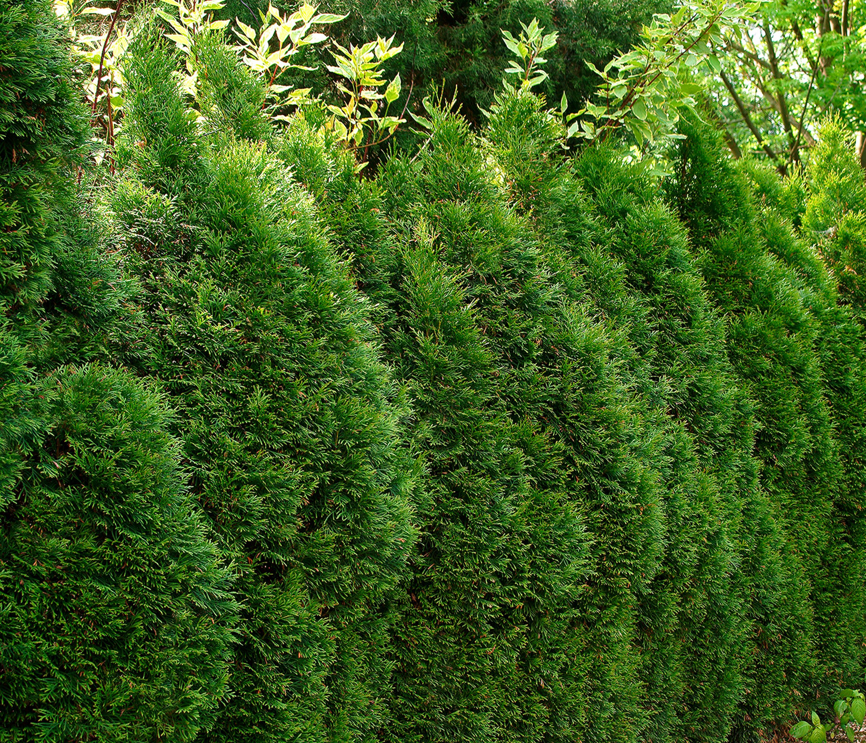 Dehner Hecken Thuja Lebensbaum Smaragd, 15 Pflanzen, für ca. 5 m Hecke, 100-125 cm, immergrüne Zypresse als Sichtschutz-Hecke