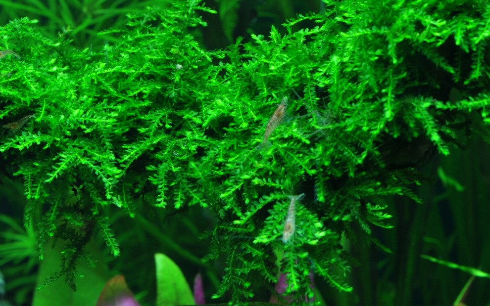 Aquaone Wasserpflanze Moos Set mit 3 Tropica in Vitro Pflanzen Aquariumpflanzenset Nr.55