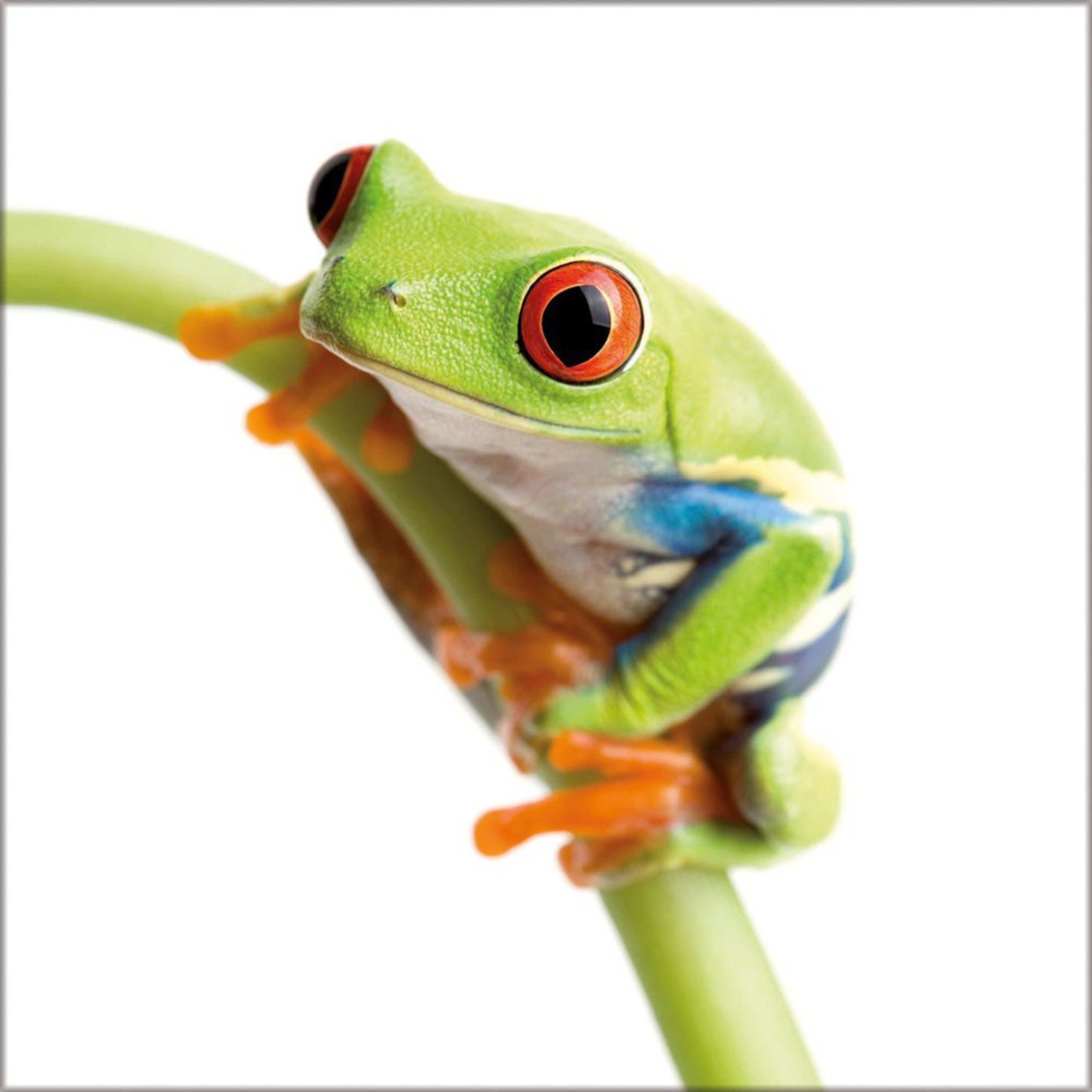 grün, Frosch Bild artissimo Frosch Tiere: 30x30cm Grashalm Glasbild Glasbild