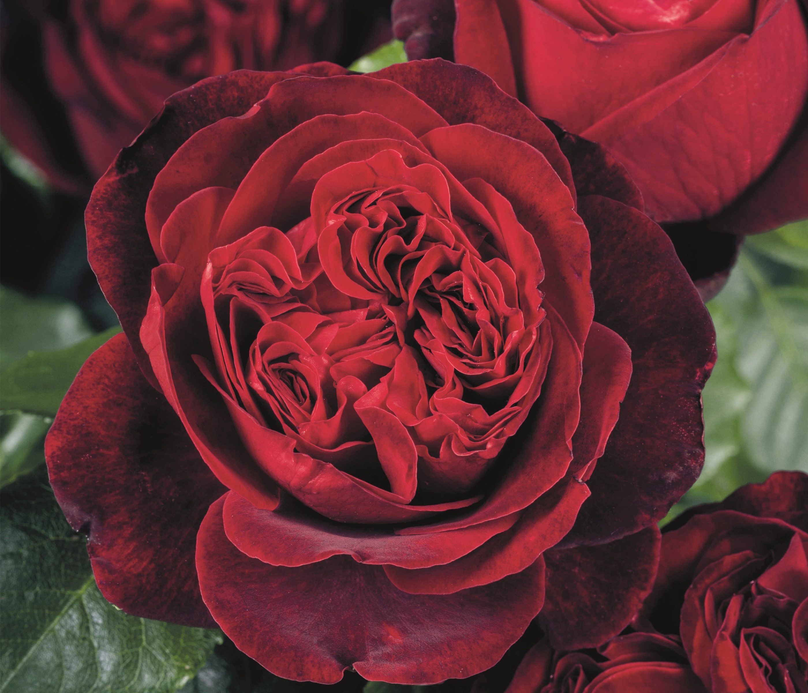 Dehner Rose Nostalgie®-Edelrose Admiral®, rote Blüten, groß und dichtgefüllt, Züchter Tantau