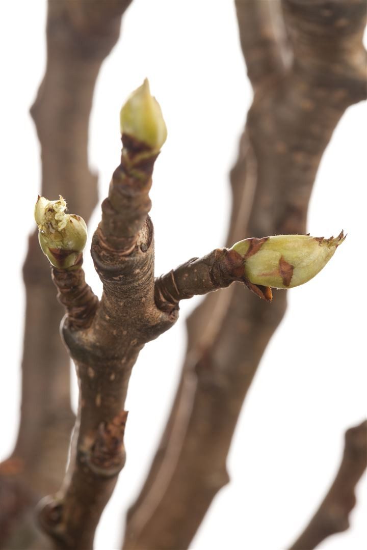 Pflanzen für Dich Obstpflanze Pyrus communis, 1 St., Birnbaum, Kulturbirne, essbar, weißblühend – Bild 5 von 5