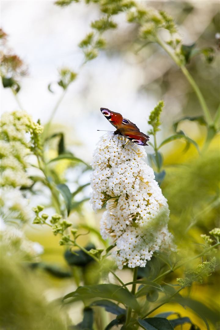 Pflanzen für Dich Gehölze Buddleja 'Peace', 1 St., Schmetterlingsflieder, Sommerflieder