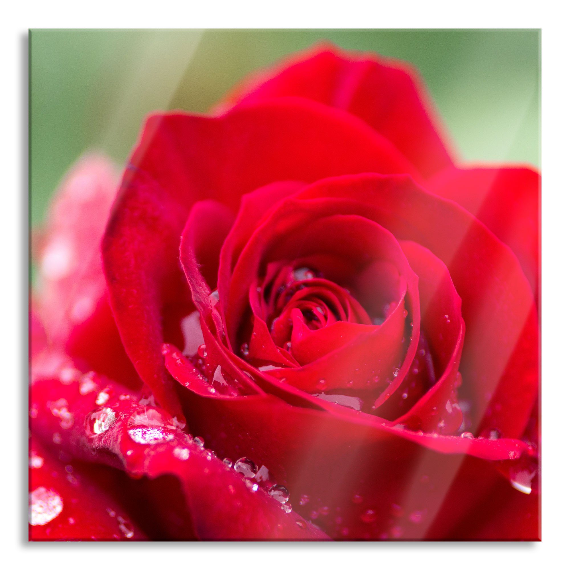 Glasbild Rose mit Wassertropfen