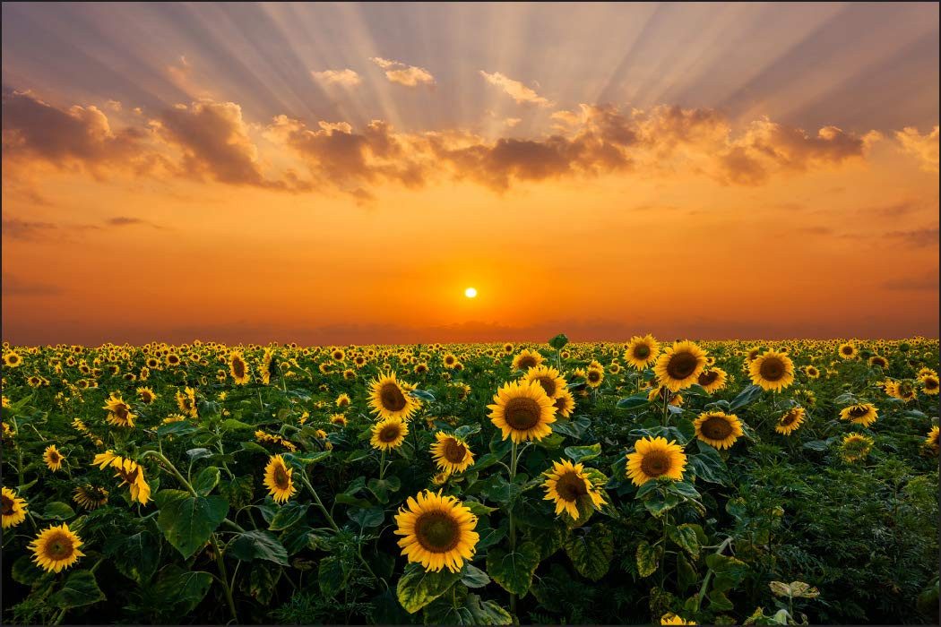 Muralo Fototapete Blumen – Fototapete Wandtapete Vlies Wanddeko Wohnzimmer, floral, Sonnenblumen – beim Sonnenuntergang, 90 x 60 cm, Vinyl strukturiert