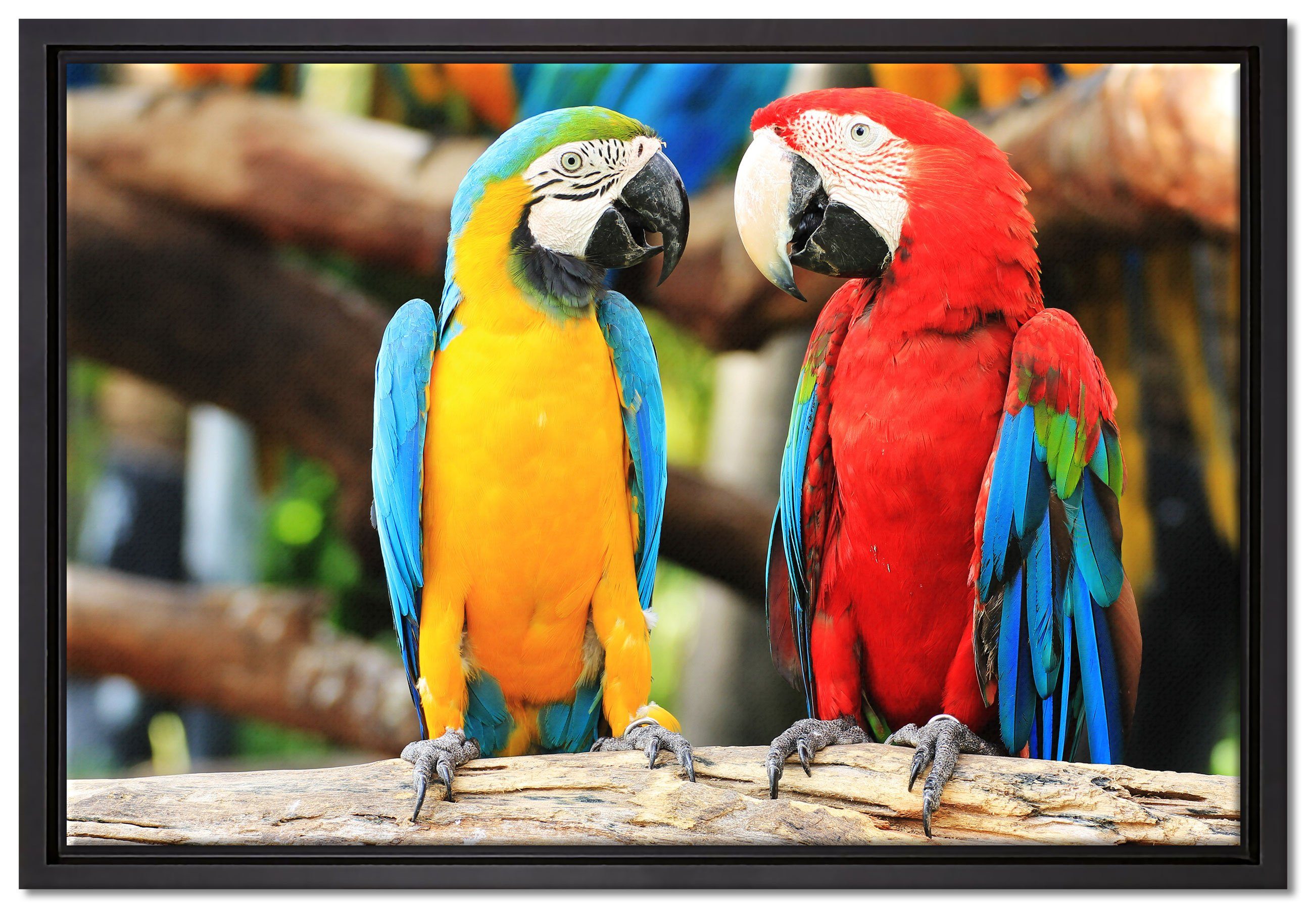 Pixxprint Leinwandbild Zwei Papageien auf einem Ast, Wanddekoration (1 St), Leinwandbild fertig bespannt, in einem Schattenfugen-Bilderrahmen gefasst, inkl. Zackenaufhänger