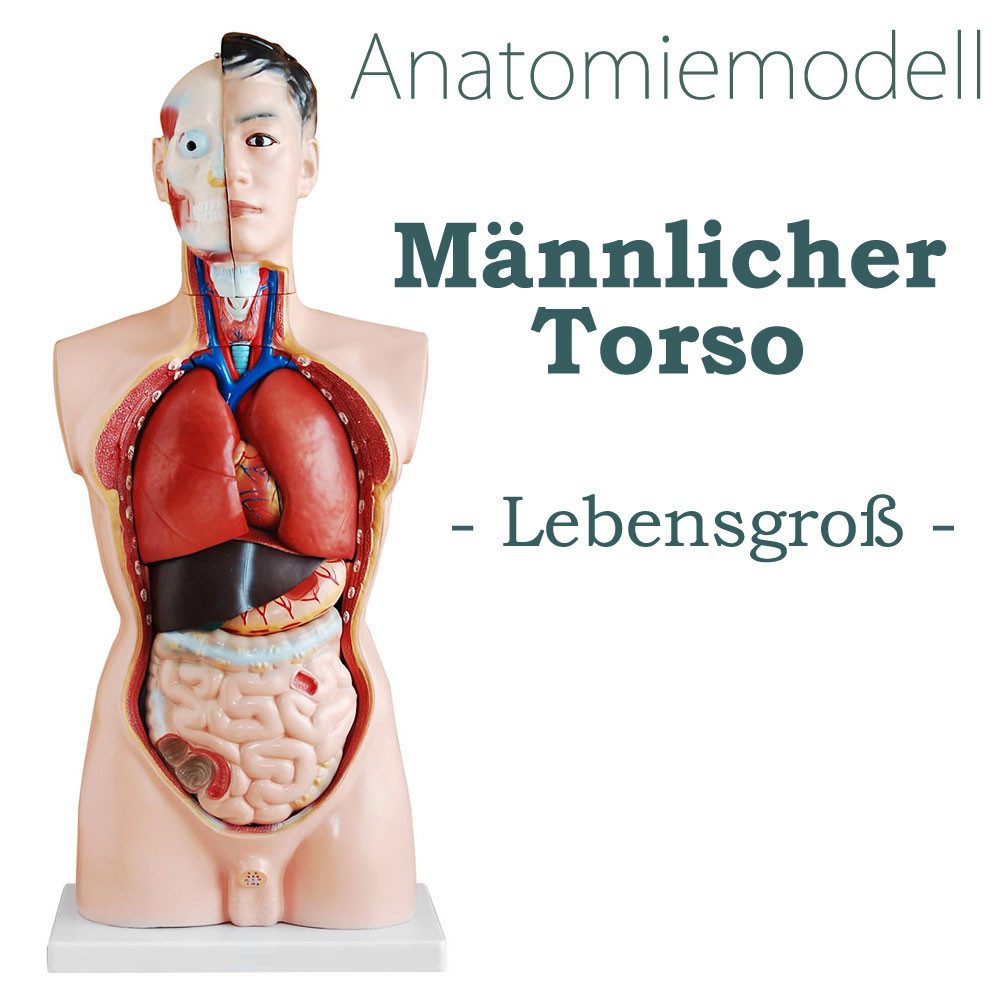 MedMod Dekoobjekt Anatomie Anatomisches Körper Modell Torso Puppe mit Organe 85 cm