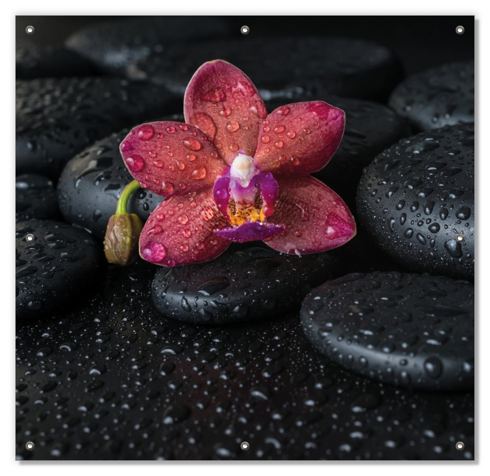 Sonnenschutz Orchideen-Blüte auf schwarzen Steinen, benetzt mit Wasser-Tropfen, Wallario, blickdicht, mit Saugnäpfen, wiederablösbar und wiederverwendbar