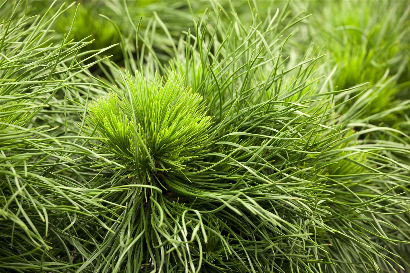 Pflanzen für Dich Konifere Pinus mugo Varella, 1 St., Bergkiefer, Latschenkiefer, Krummholz-Kiefer, kompakt, kugelförmig