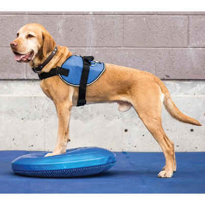 FitPAWS Agility-Hürde Balance-Scheibe für Haustiere 36 cm Blau, Plastik