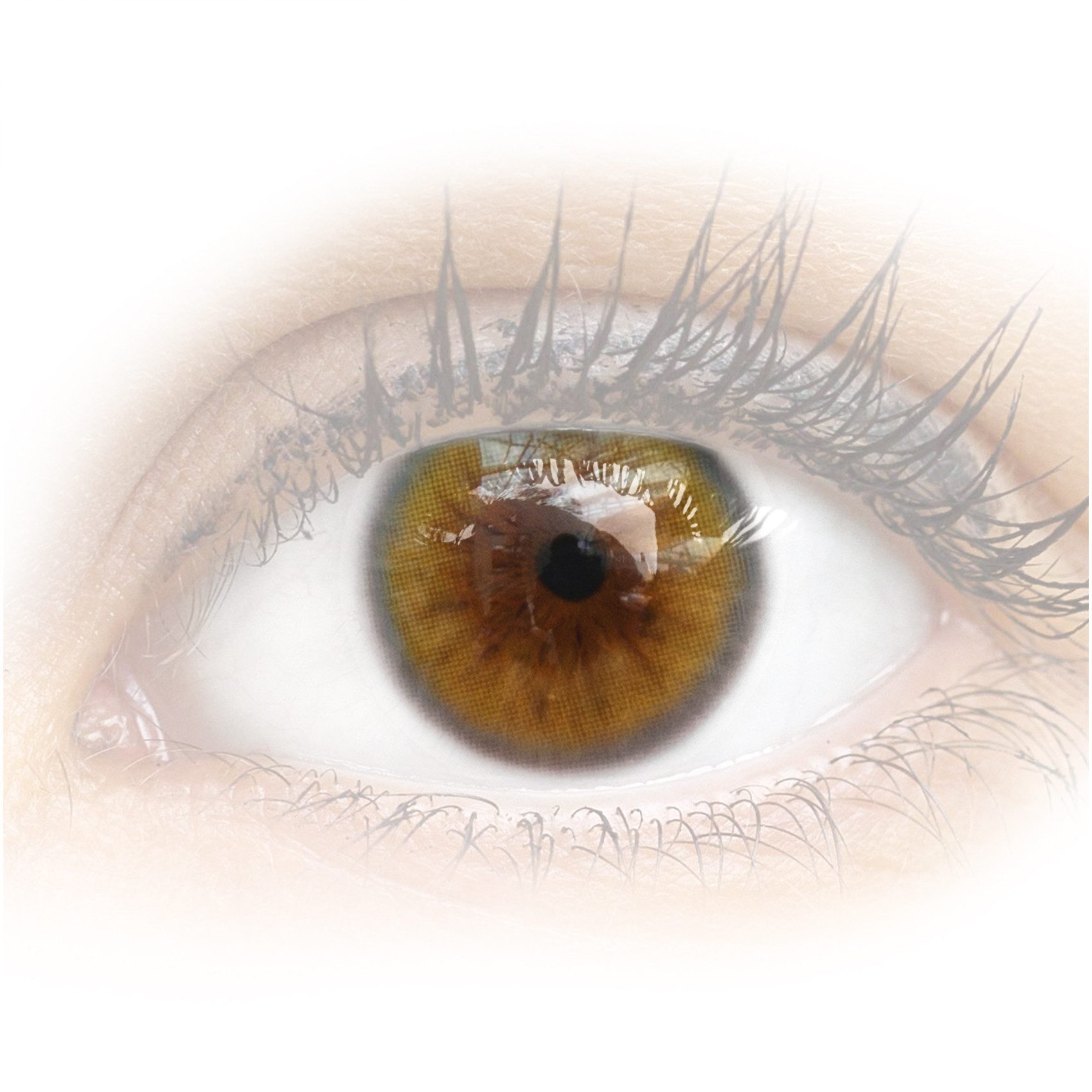 GLAMLENS Monatslinsen Sehr stark deckende und natürliche braune Linsen "Sorento Brown"