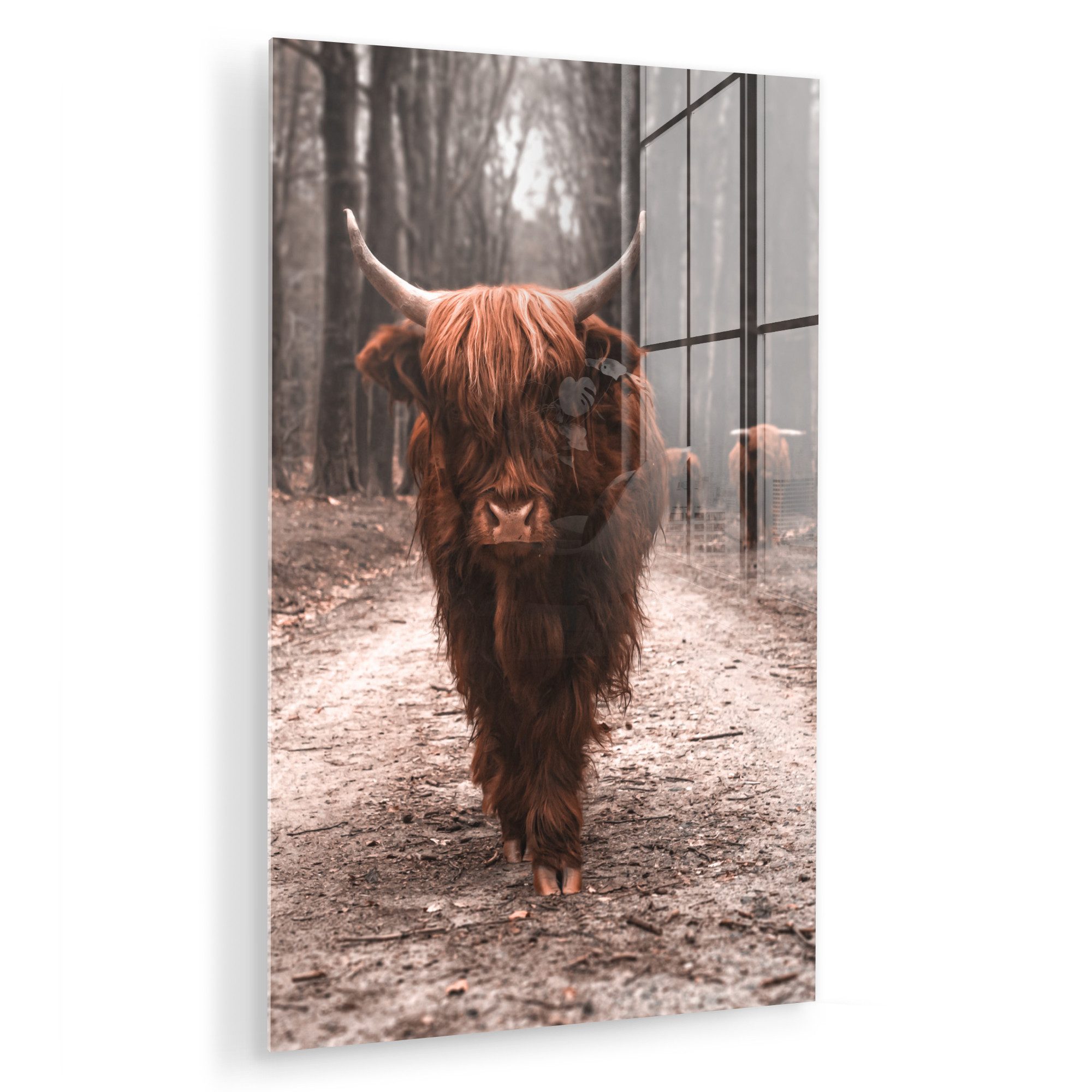 MuchoWow Acrylglasbild Schottischer Hochländer - Wald günstig online kaufen