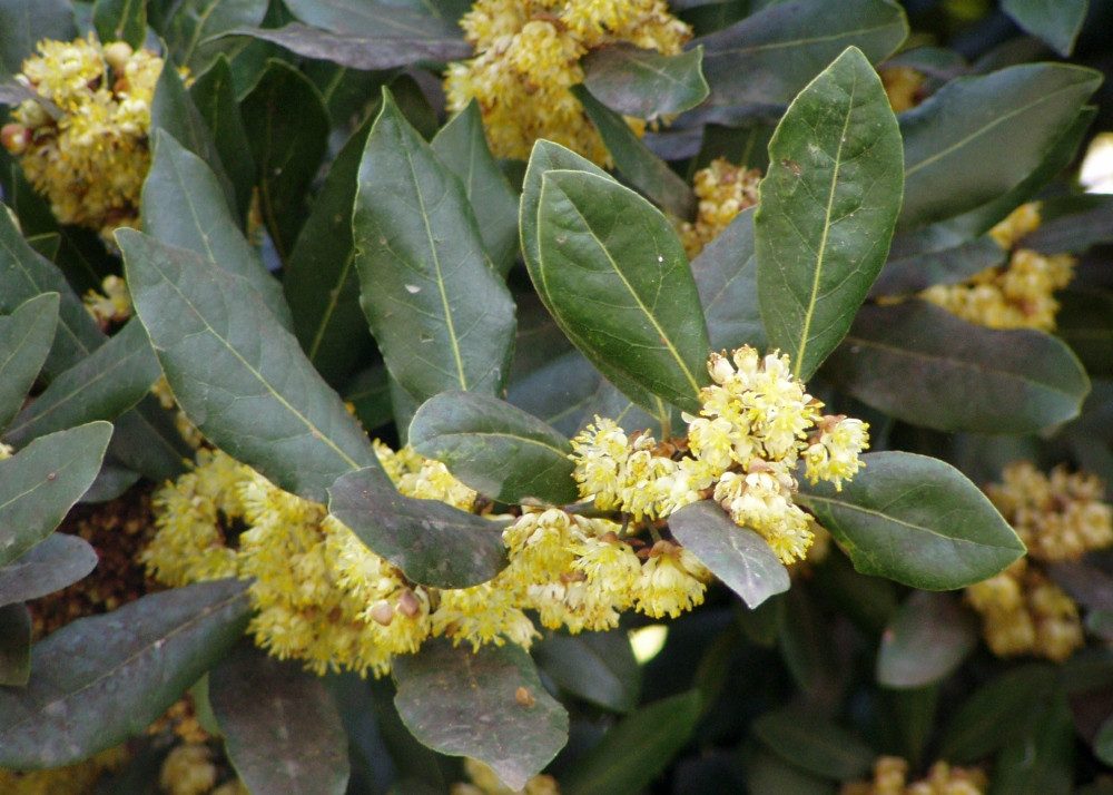 SAFLAX Blumensamen SAFLAX - Samen - Gewürzlorbeerbaum – Bild 5 von 5