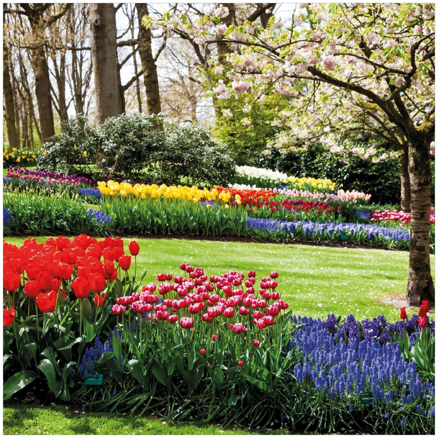 Wallario Memoboard Bunte Blumen und Kirsch-Baum im Park blühen im Frühling
