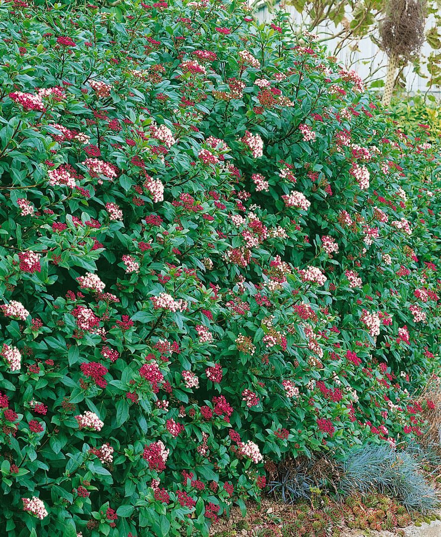 Pflanzen für Dich Gehölze Viburnum tinus Gwenllian, 1 St., Lorbeer-Schneeball, Immergrüner Schneeball