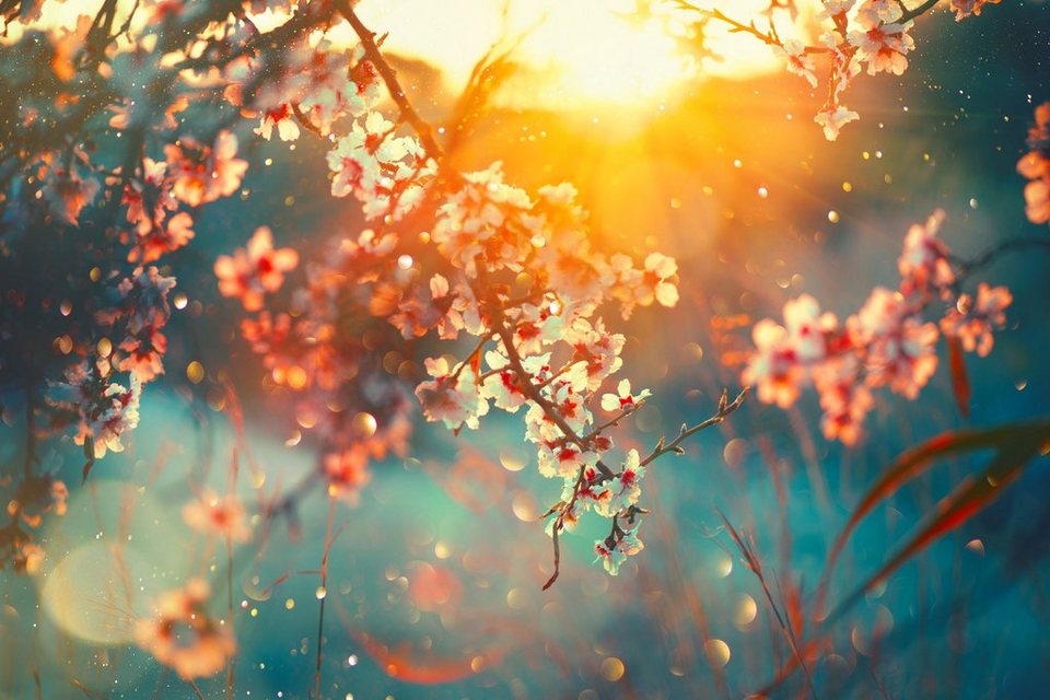 queence Leinwandbild Cherry Blossom, Bilder vom Sonnenuntergang & -aufgang,  Blumen, Blumenbilder, Blätter, Blätterbilder (1 St), Akustikbild mit sehr  guten Schallabsorptions-Eigenschaften