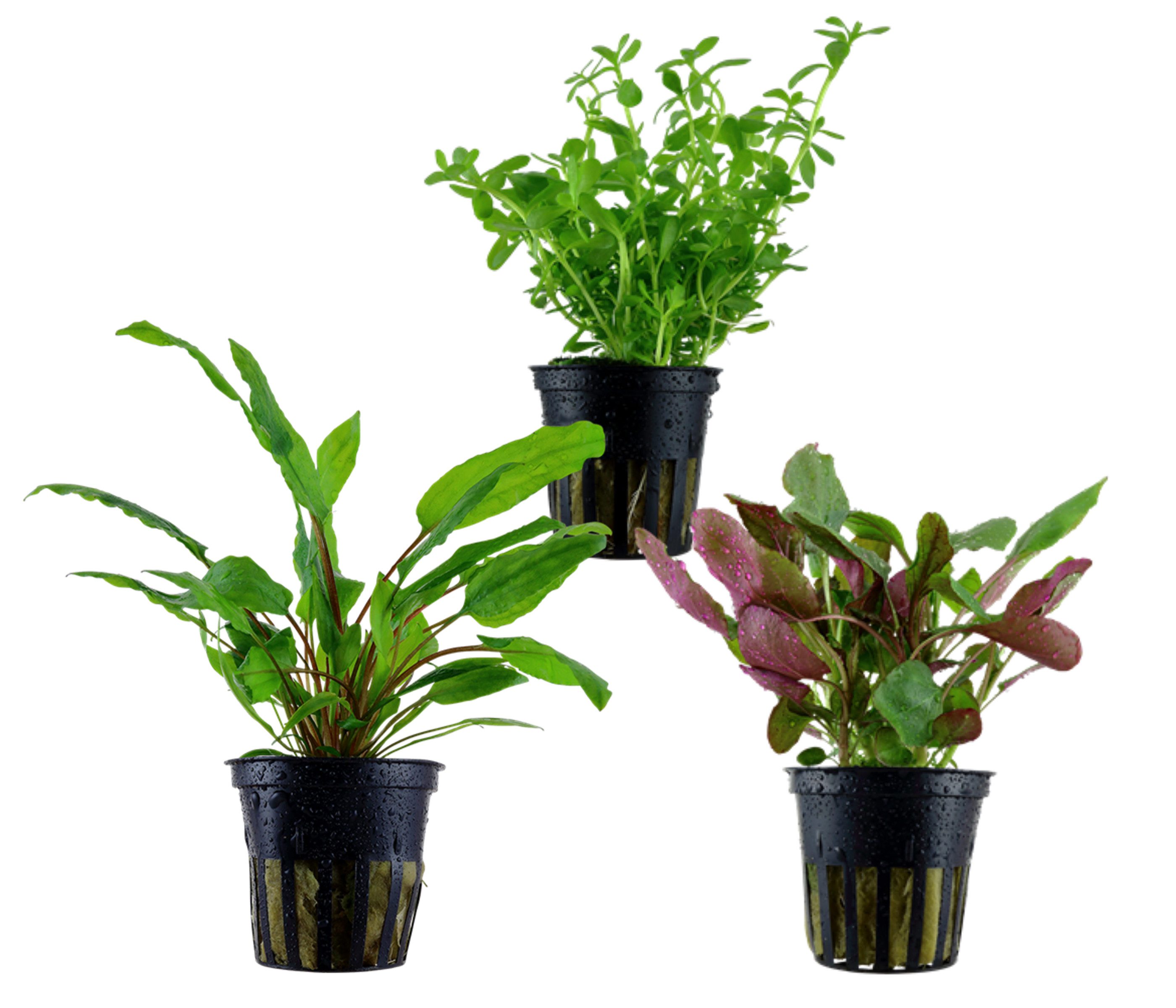 Dehner Wasserpflanze Aquarienpflanzen Set, 3-teilig, Mittelgrund 229, je ca. 3-10 cm, robuste Wasserpflanzen für Süßwasser Aquarien