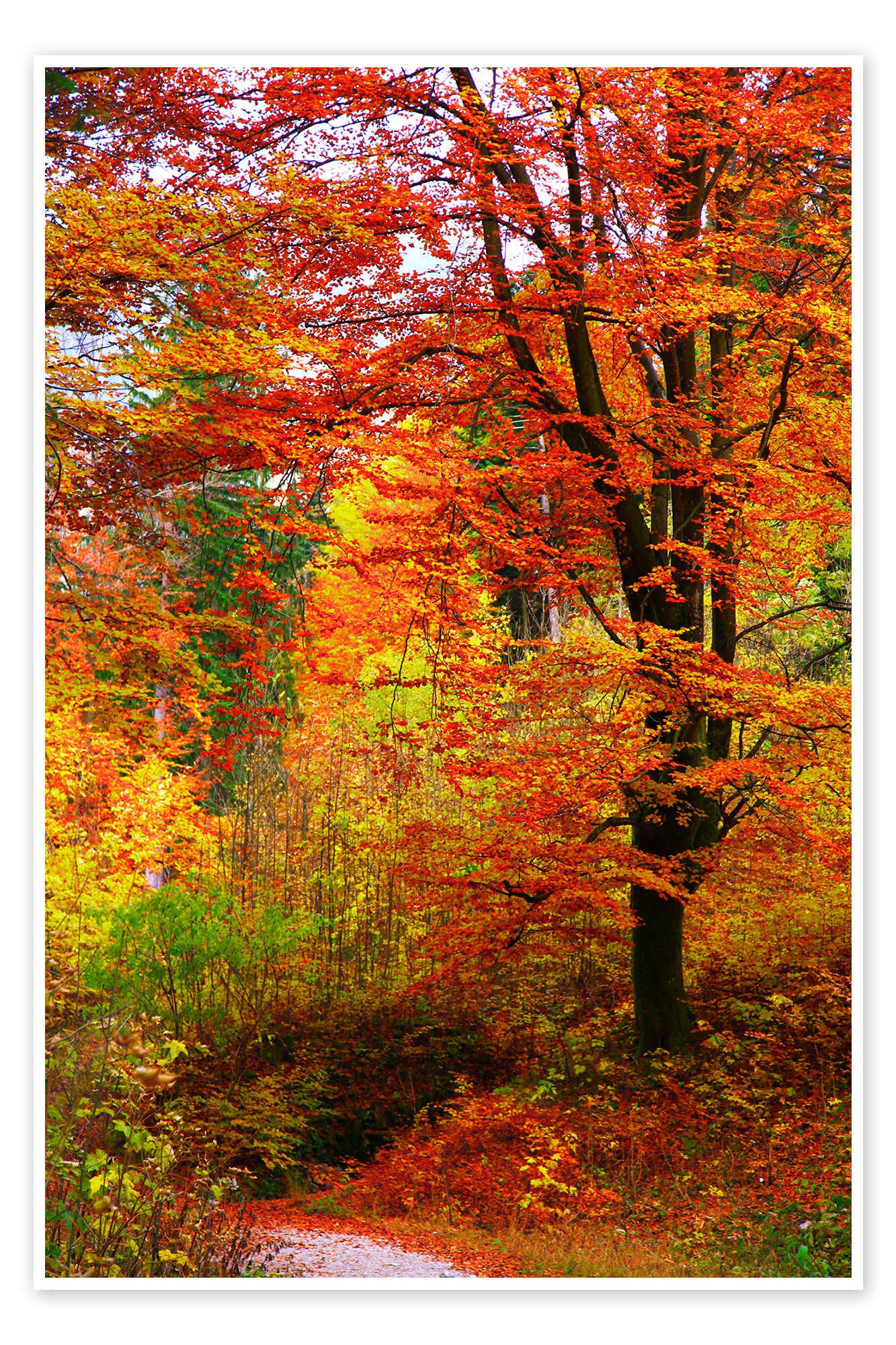 Posterlounge Wandbild Herbst, Falko Follert, erhältlich als Poster, Leinwandbild, Wandsticker oder Acrylglasbild