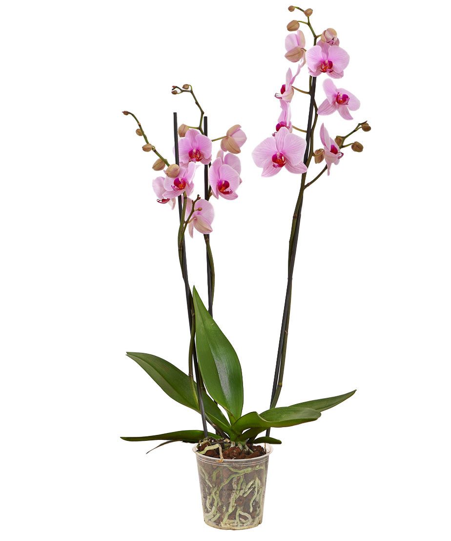 Dehner Zimmerpflanze Zimmerpflanze Schmetterlingsorchidee, Phalaenopsis cultivars