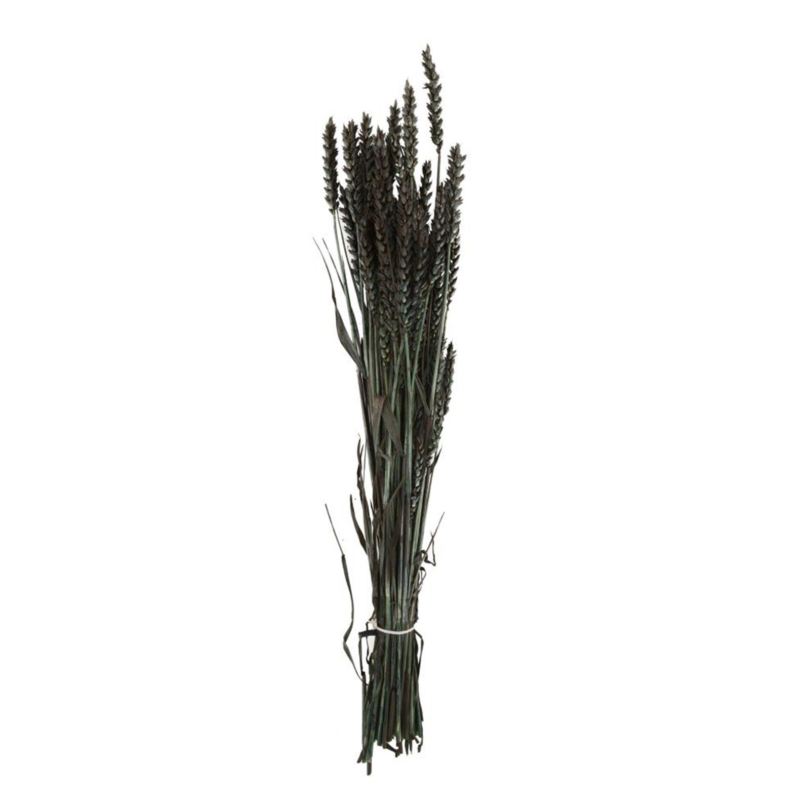 Trockenblume Weizen schwarz - Triticum - 70x10x5 cm, DIJK