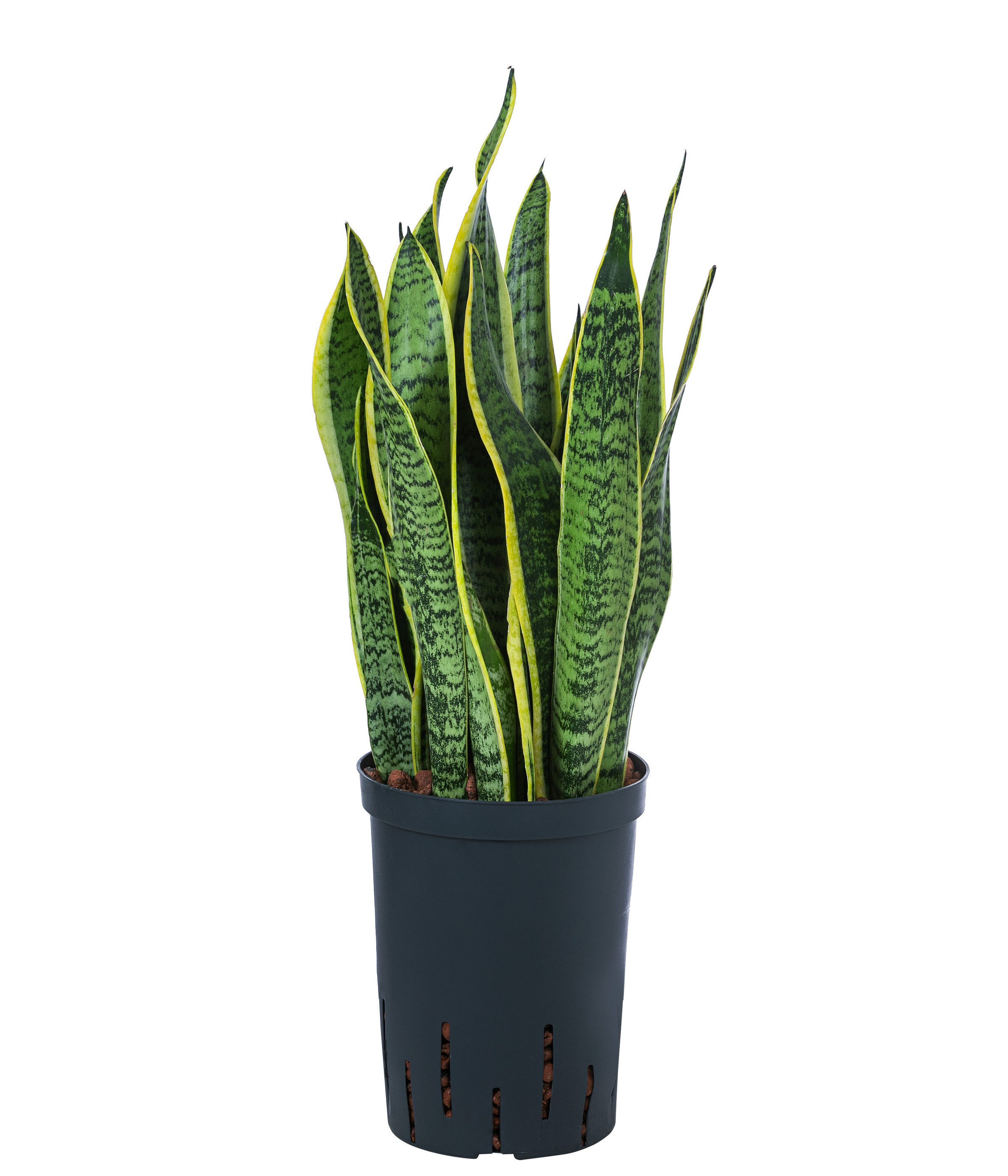 Dehner Zimmerpflanze Bogenhanf, Sansevieria trifasciata var. laurentii, in Hydrokultur, sukkulent, pflegeleicht, goldgelbe Längsstreifen