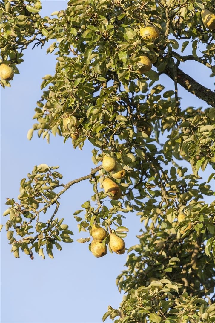 Pflanzen für Dich Obstpflanze Pyrus communis, 1 St., Birnbaum, Kulturbirne, essbar, weißblühend – Bild 4 von 5