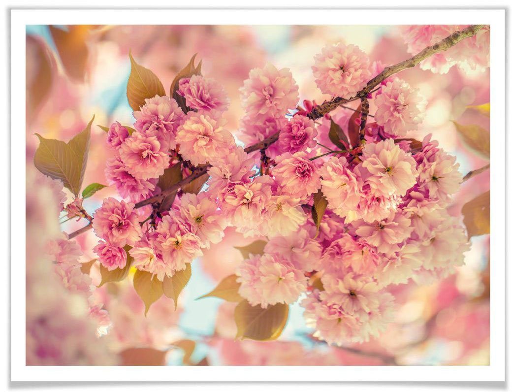 Wall-Art Natur Kirschblüten, Poster St) (1