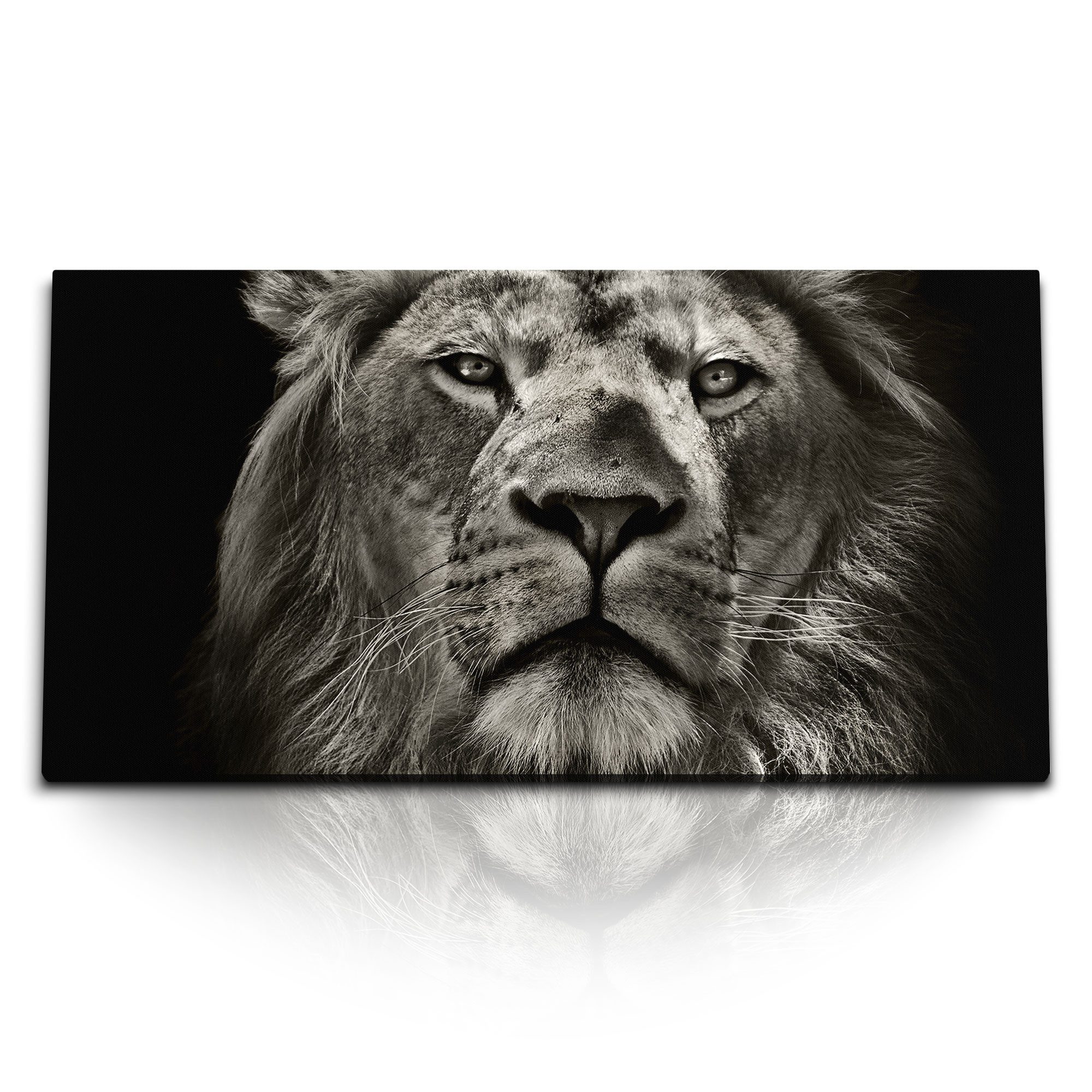 Leinwandbild Kunstdruck Bilder 120x60cm Tierfotografie Löwen Porträt Raubkatze Dunk