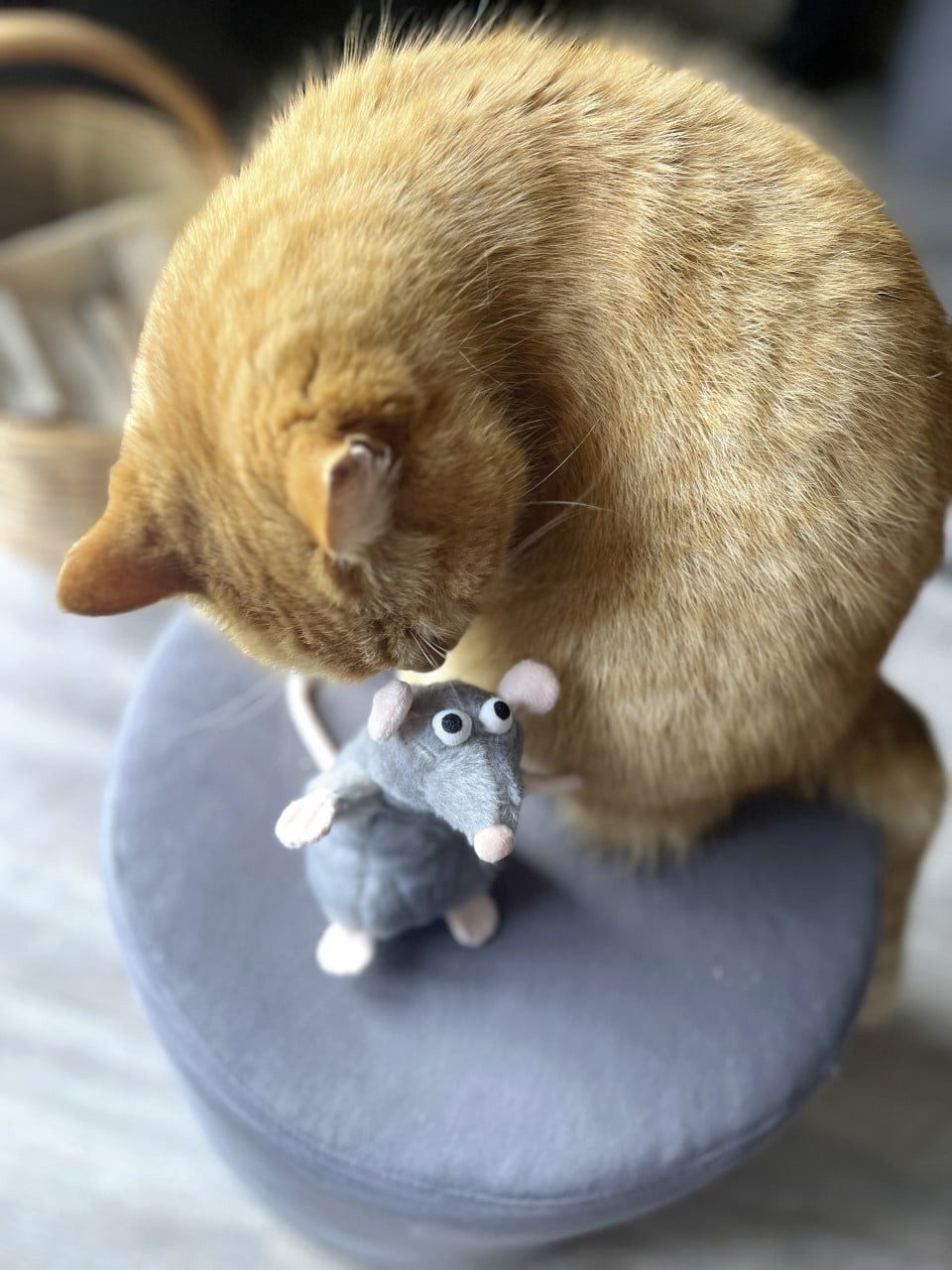 Aumüller Plüschmaus Aumüller Katzenkissen Ratte Cedric grau mit, Sand