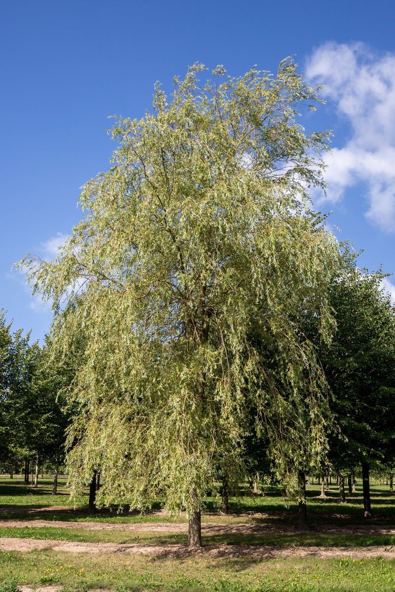 Garten von Ehren Baum Salix alba Tristis, Containerware, 100-125 cm hoch