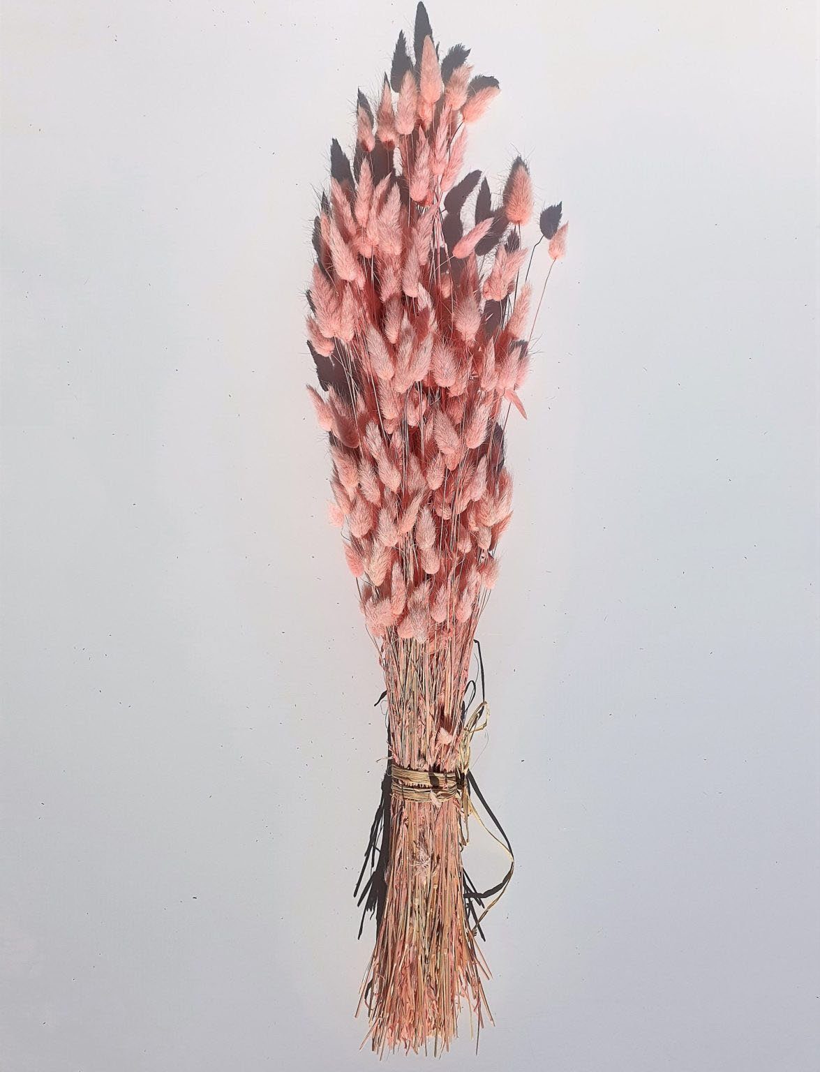 Trockenblume »Bunch of Lagurus«, Everflowers, Höhe 60 cm-Otto