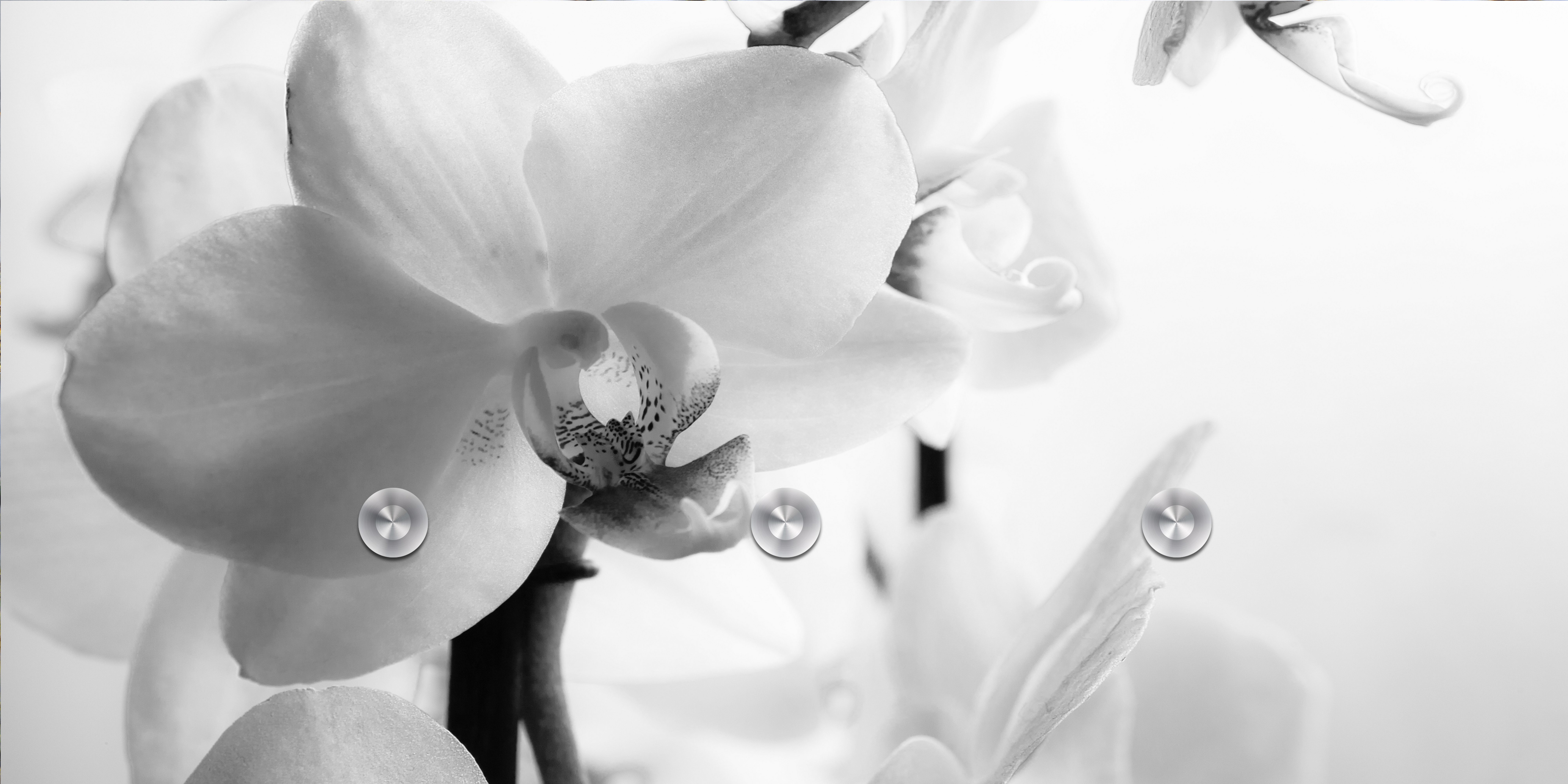 queence Garderobenleiste Flower (1 St), inkl. 3 Edelstahlhaken und Aufhängung