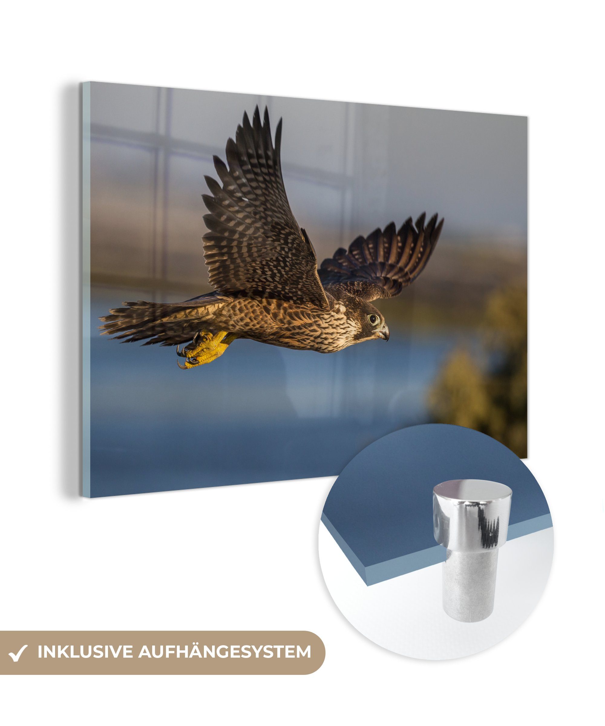 MuchoWow Acrylglasbild Falke - Mehr - Fliegen, (1 St), Acrylglasbilder Wohnzimmer & Schlafzimmer