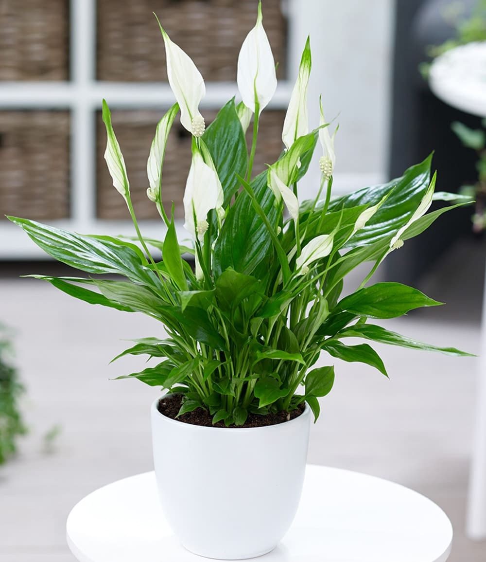 BALDUR Garten Zimmerpflanze Spathiphyllum, 1 St., Scheidenblatt, pflegeleicht