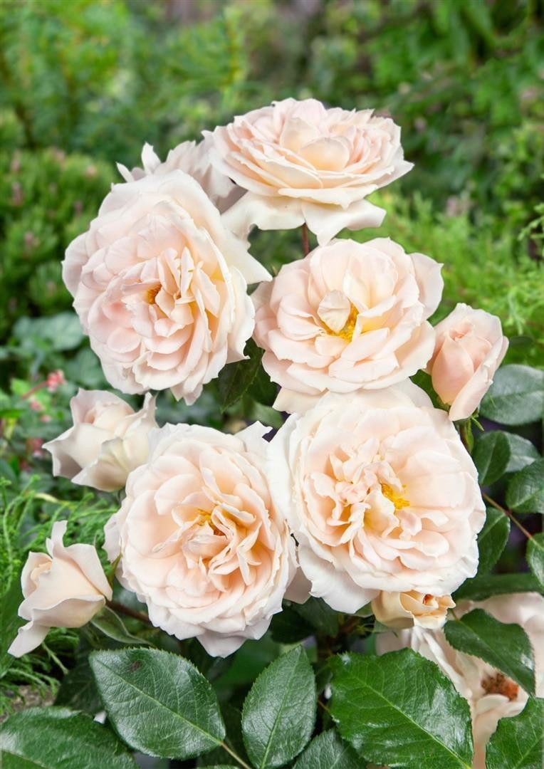 Pflanzen für Dich Rose Rosa Lion's Rose