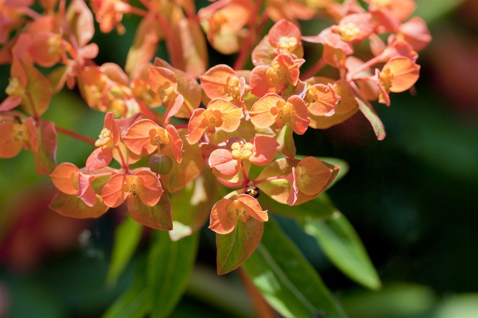 Pflanzen für Dich Staude Euphorbia amygdaloides Purpurea, 1 St., Mandelblättrige Wolfsmilch, Purpur-Wolfsmilch