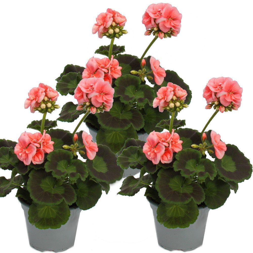 Exotenherz Beetpflanze Geranien stehend Pelargonium zonale versch. Farben12cm Topf 3er Set
