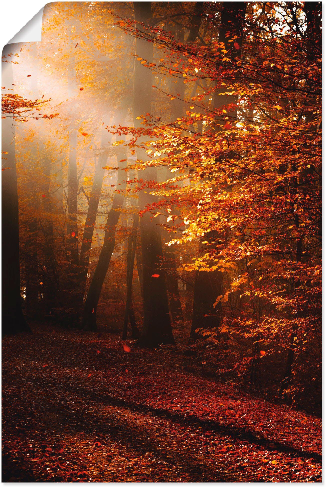 Größen in als Leinwandbild, Herbst, Poster verschied. St), Sonnenaufgang Artland Wald (1 Wandbild im