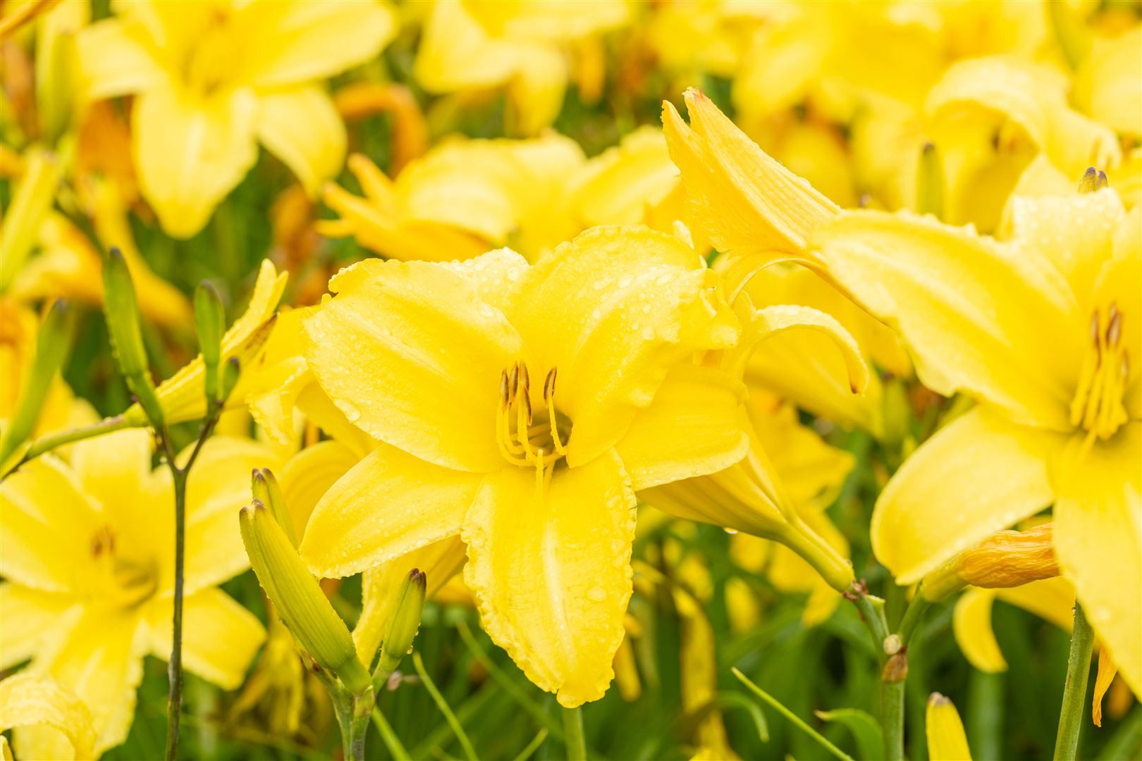 Pflanzen für Dich Staude Hemerocallis cult. Lemon Bells, 1 St., Taglilie