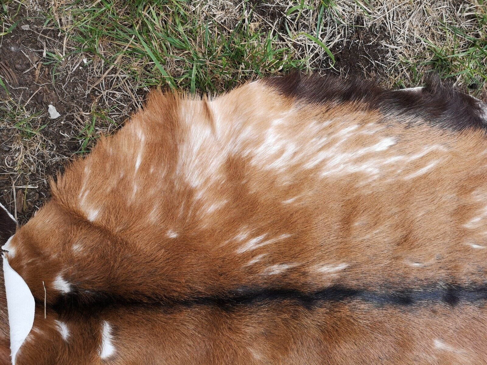 Provellus Fellteppich Echte Ziegenfelle Stark Beschädigt Leder Weich Unikat Große Auswahl, 30-50 cm
