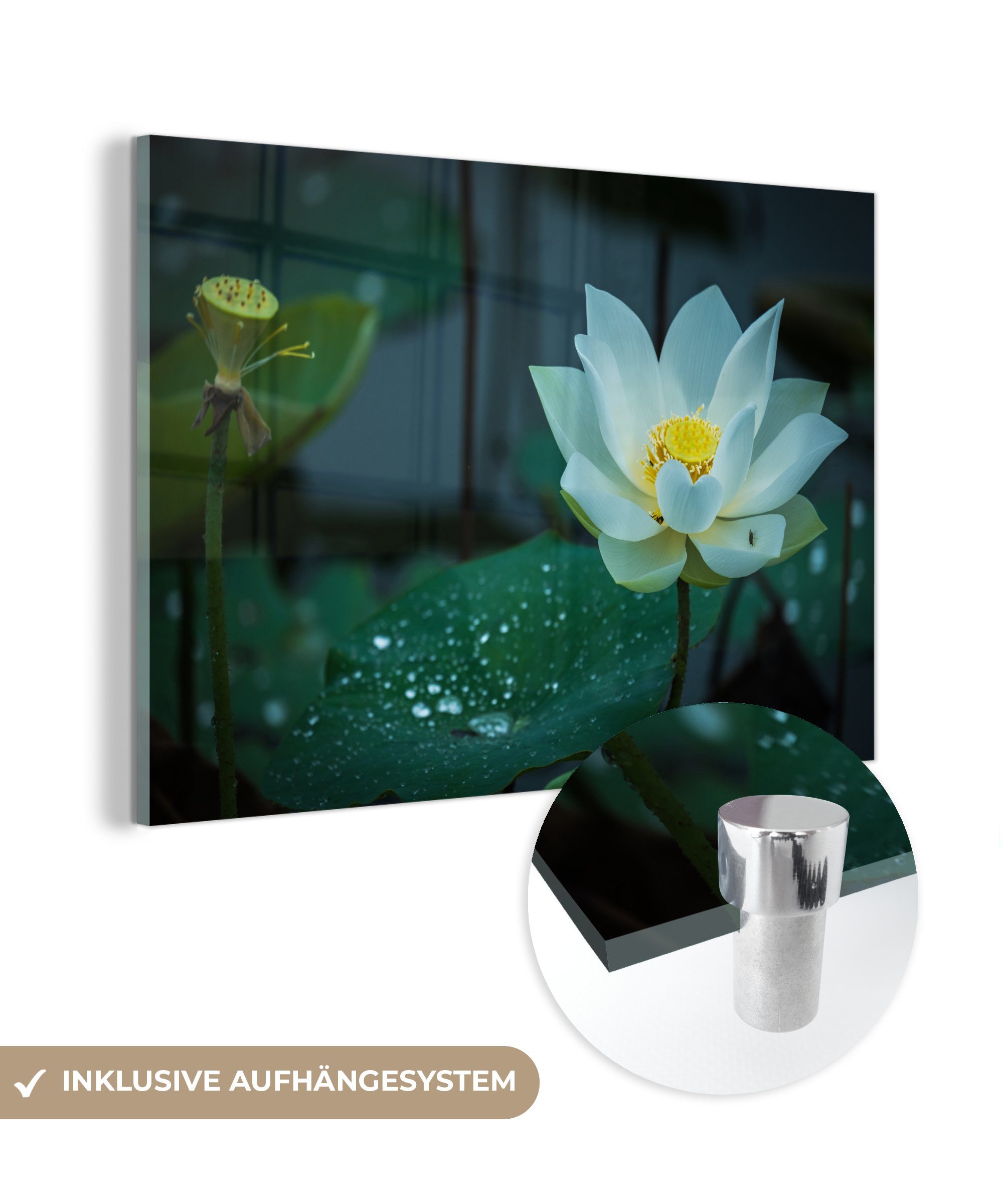 MuchoWow Acrylglasbild Weißer Lotos zwischen den Lilien, (1 St), Acrylglasbilder Wohnzimmer & Schlafzimmer
