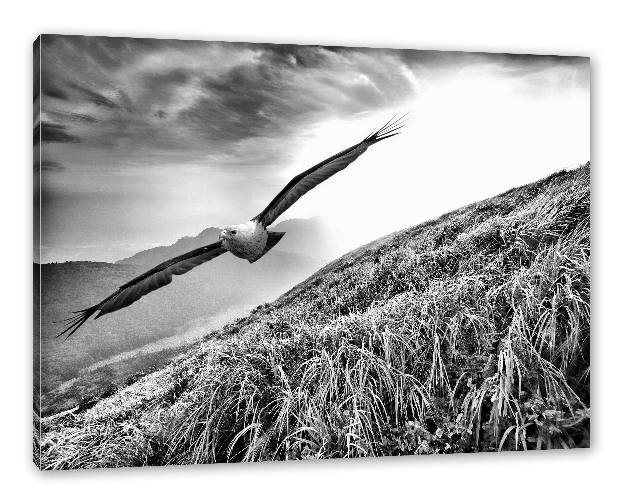 Weißkopfseeadler, (1 inkl. bespannt, Majestätischer Pixxprint Leinwandbild fertig Weißkopfseeadler Majestätischer Leinwandbild Zackenaufhänger St),