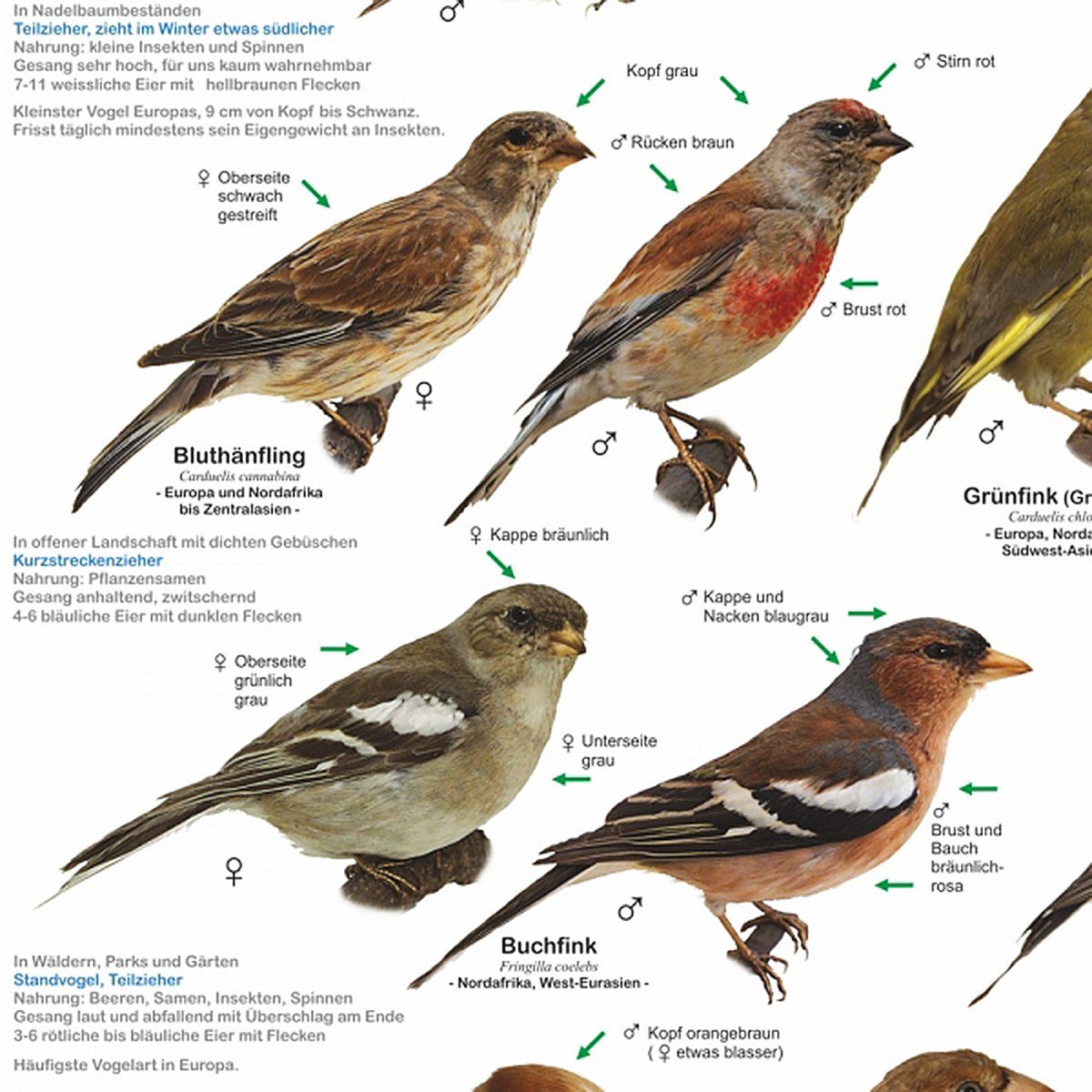 Close Up Poster Einheimische Gartenvögel Poster deutsch DIN A1 84,1 x 59,4 – Bild 4 von 5