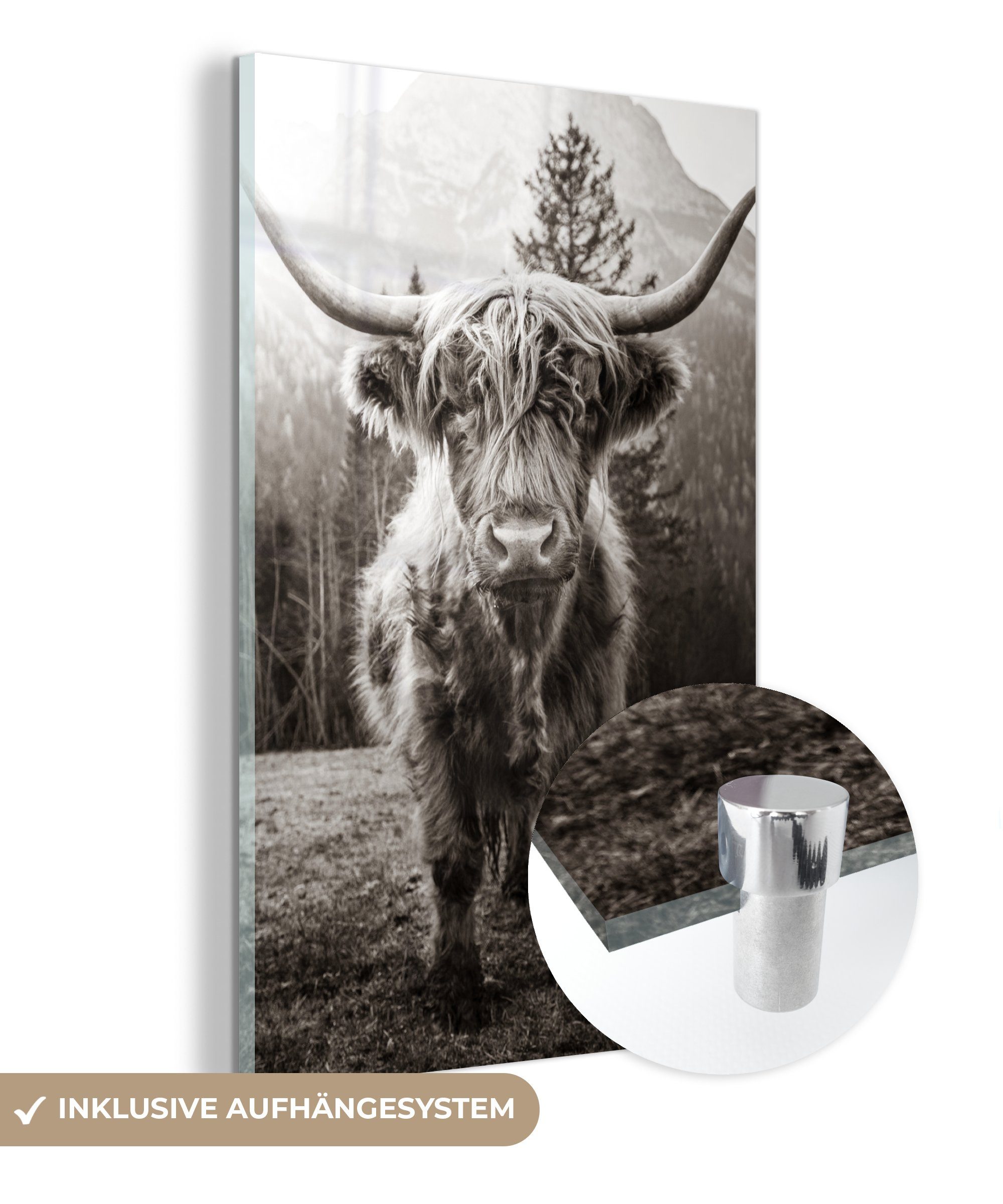 MuchoWow Acrylglasbild Schottischer Highlander - Tiere - Schwarz - Weiß, (1 St), Glasbilder - Bilder auf Glas Wandbild - Foto auf Glas - Wanddekoration
