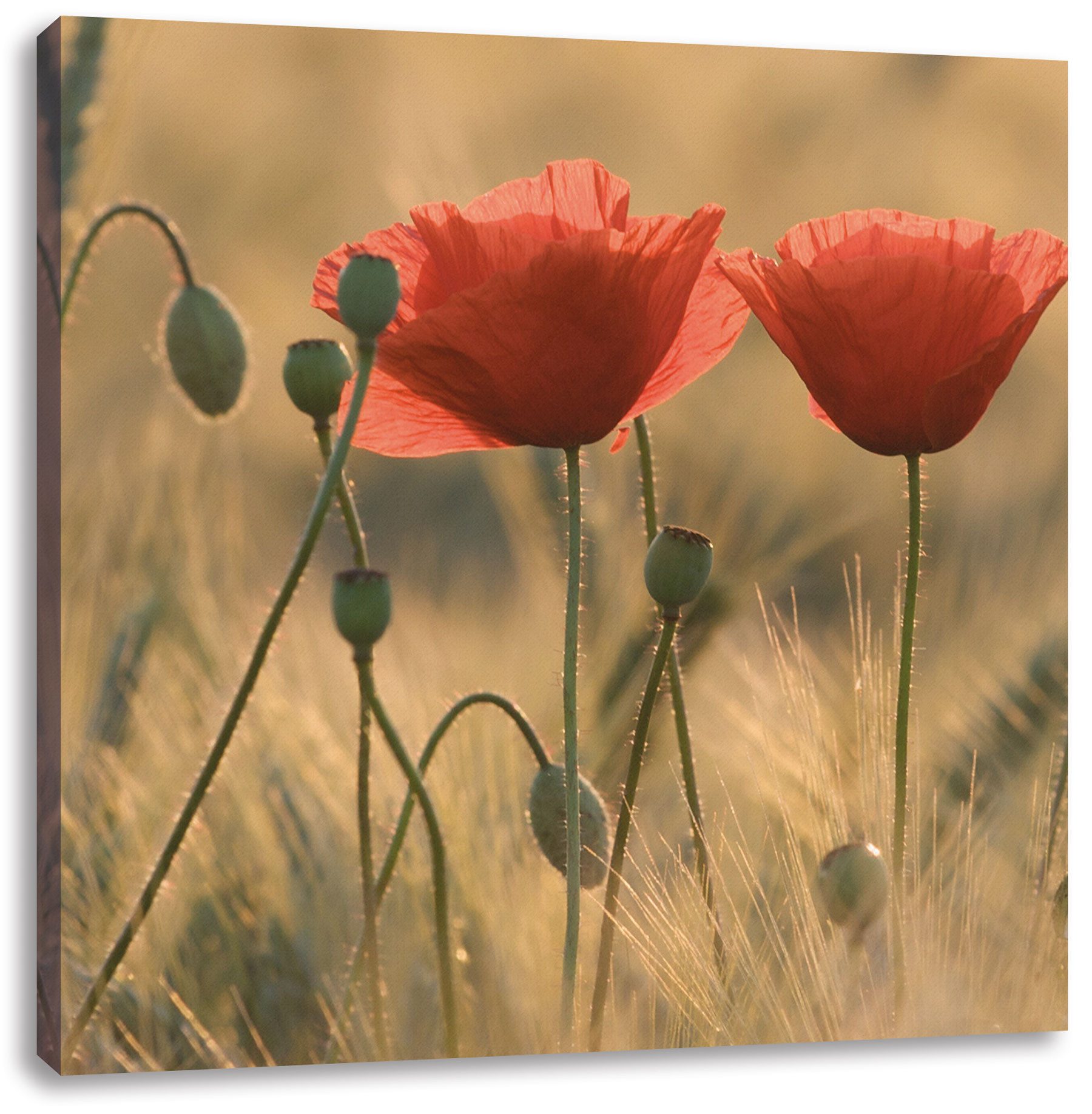 Mohnblume Dekoration online kaufen » Mohnblume Deko