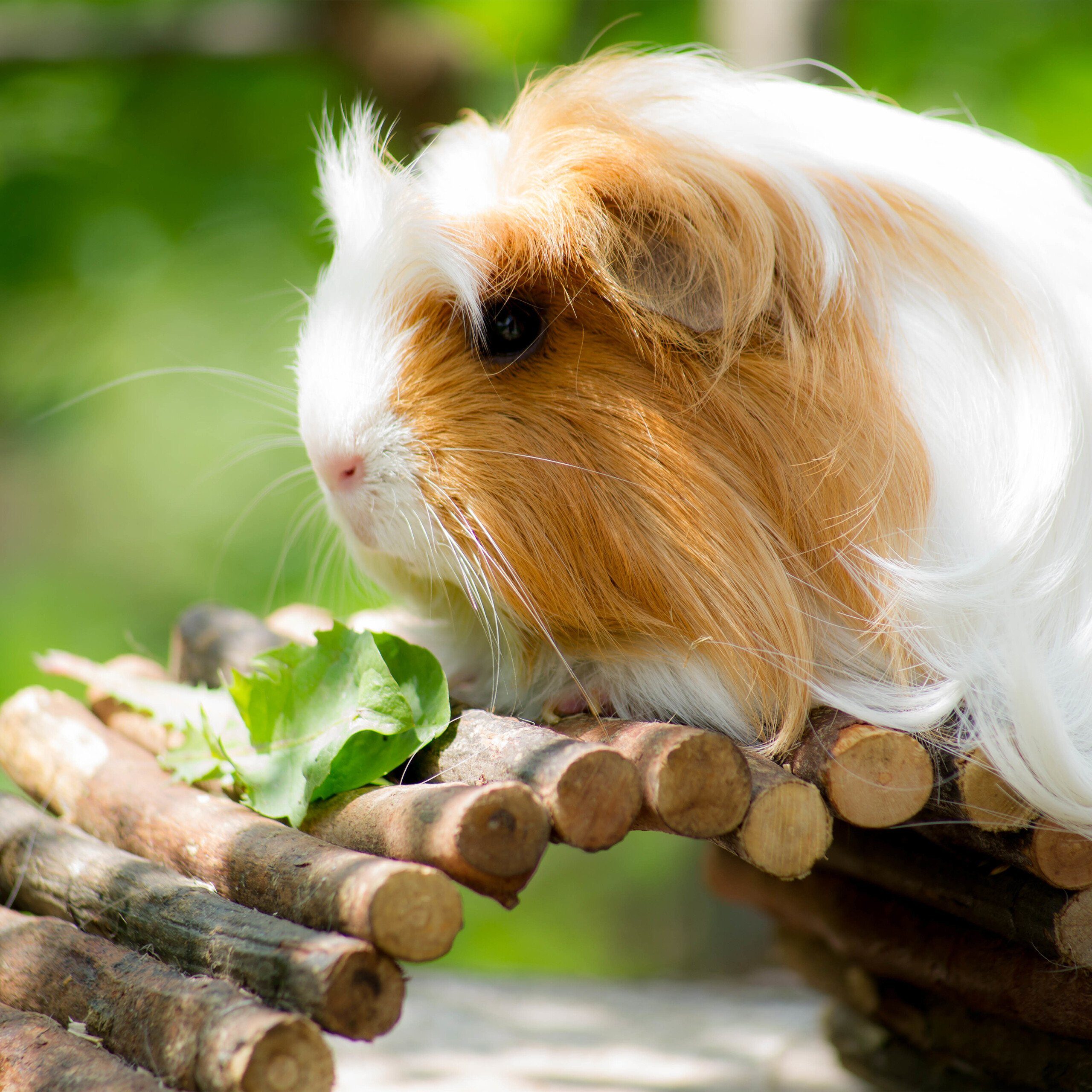relaxdays Kleintierklettergerüst Nagerbrücke aus Holz 40 x 65 cm