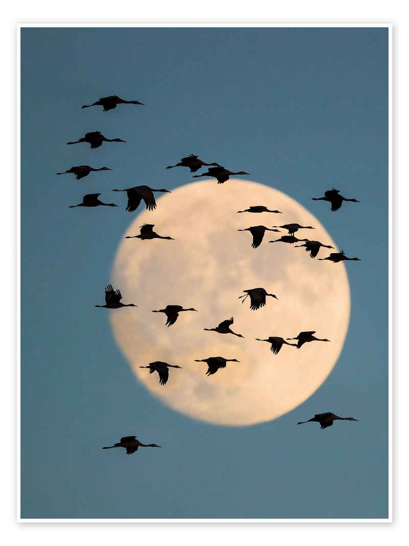 Posterlounge Poster Panoramic Images, Gruppe von Sandhügelkranichen, mit Mond im Hintergrund, Fotografie