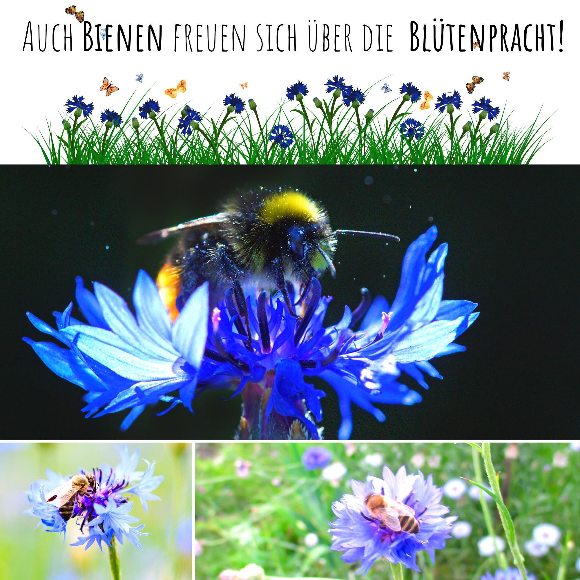 HappySeed Blumensamen Kornblumen Samen (Centaurea cyanus) - Blau, 1000 Korn, 80 cm, Bienenfreundlich – Bild 5 von 5